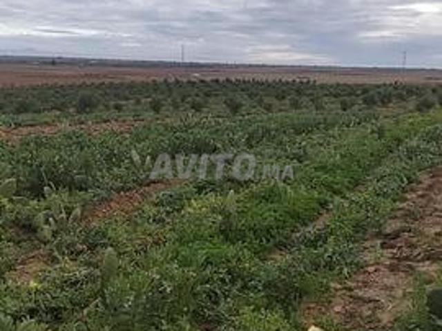 Propriété vente à Chichaoua, L'Oriental