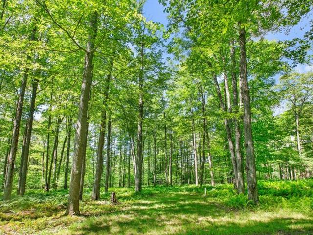 Land for sale in Marienville, Pennsylvania