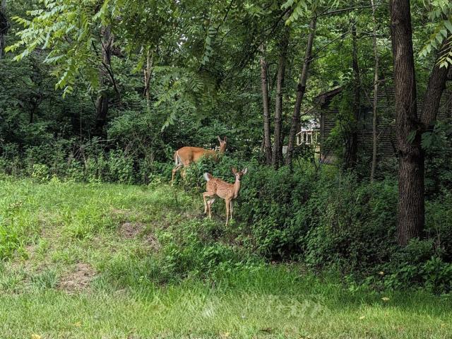 Land for sale in Dixon, Illinois