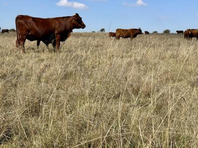 Farm for sale in Koppies, Free State