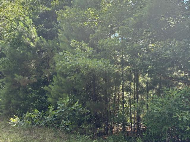 Land for sale in Hillister, Texas