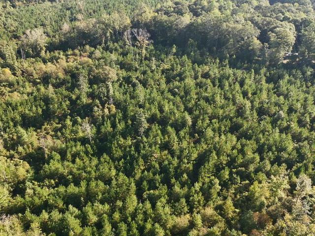 Land for sale in Ariton, Dale County
