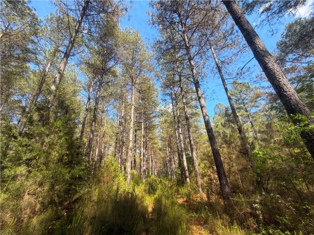 Land for sale in Donalds, South Carolina