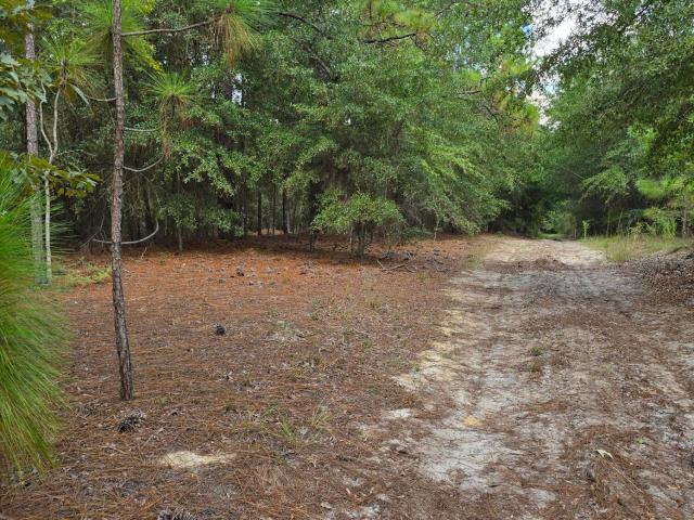 Land for sale in Allendale, South Carolina