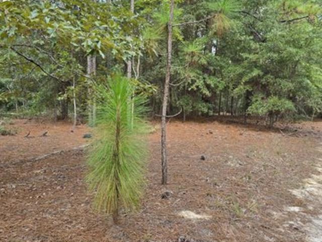 Land for sale in Allendale, South Carolina