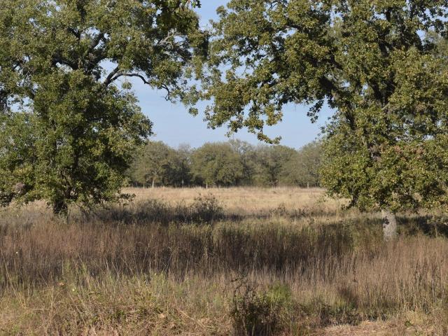 Ranch for sale in Covington, Texas