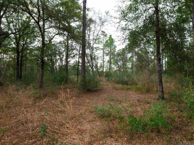 Land for sale in Seminole, Alabama