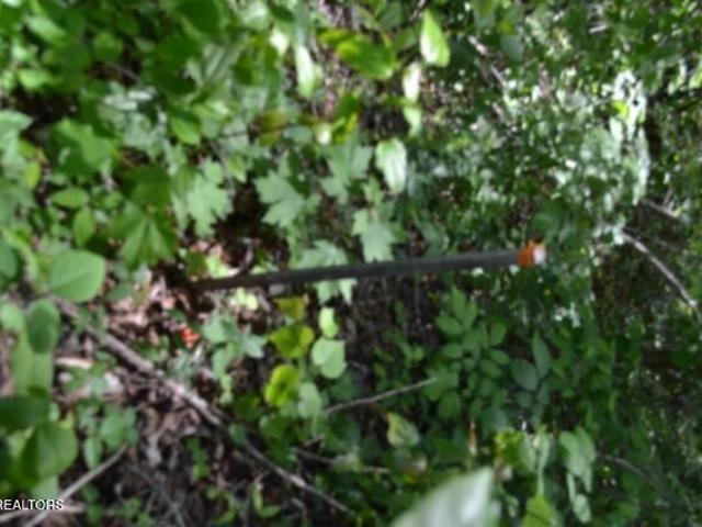 Land for sale in Burkesville, Kentucky