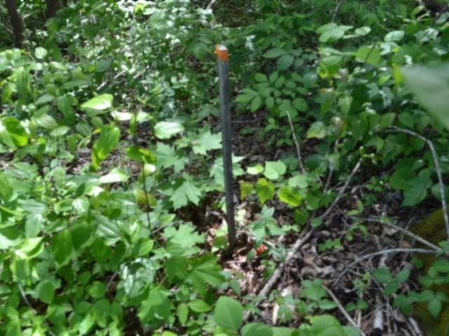 Land for sale in Burkesville, Kentucky