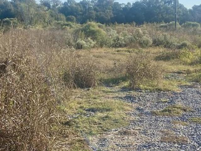 Farm for sale in Rayville, Louisiana