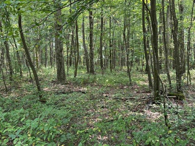 Land for sale in Albright, West Virginia