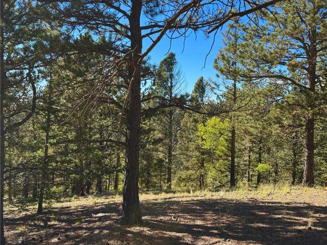 Land for sale in Divide, Teller County