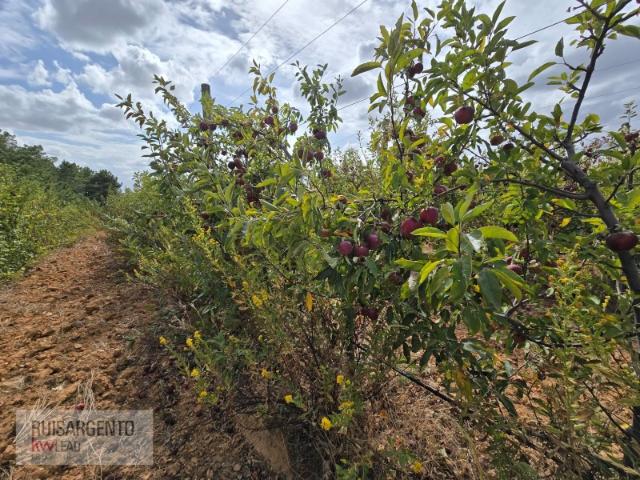 Terreno venda em Vale de Prazeres e Mata da Rainha, Fundão