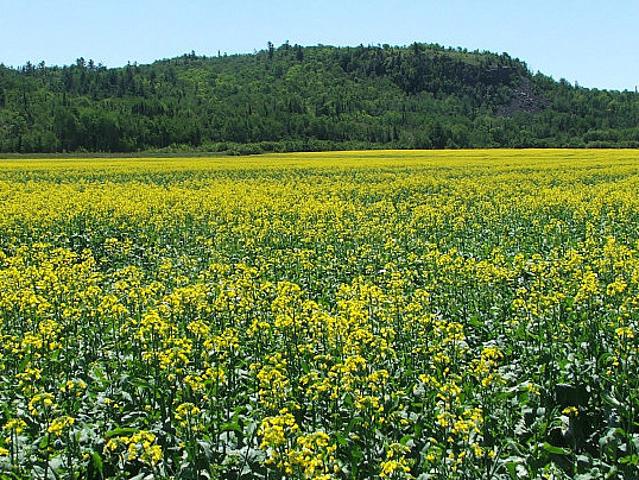 Land for sale in Sault Sainte Marie, Ontario