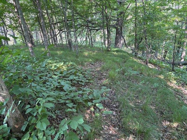 Land for sale in Todd, Minnesota