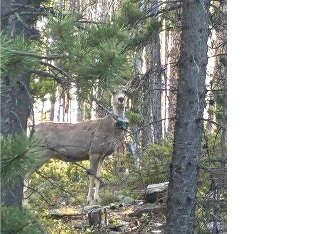 House for sale in Red Feather Lakes, Colorado