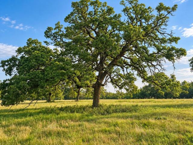 Land for sale in Paige, Bastrop County