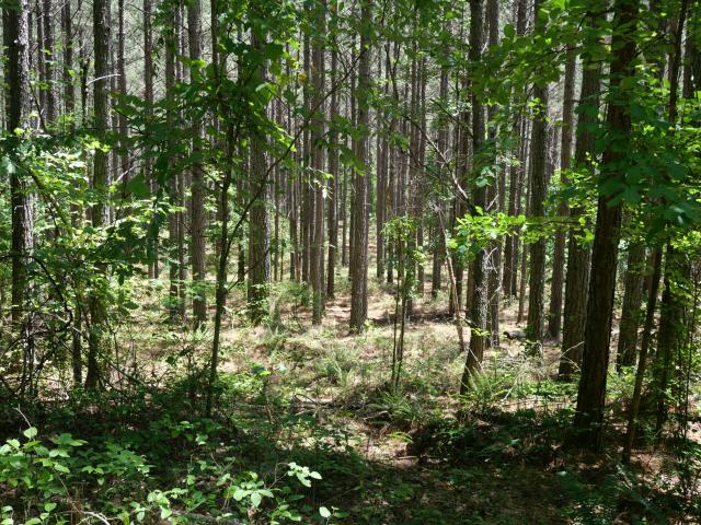 Land for sale in Tennessee