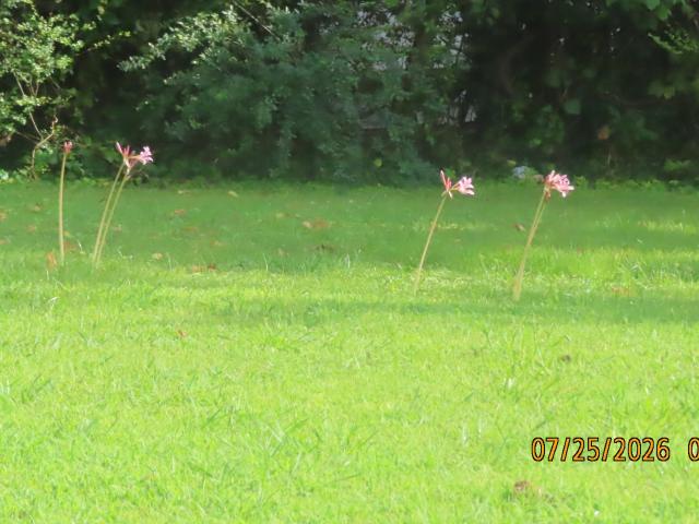 Land for sale in Tennessee
