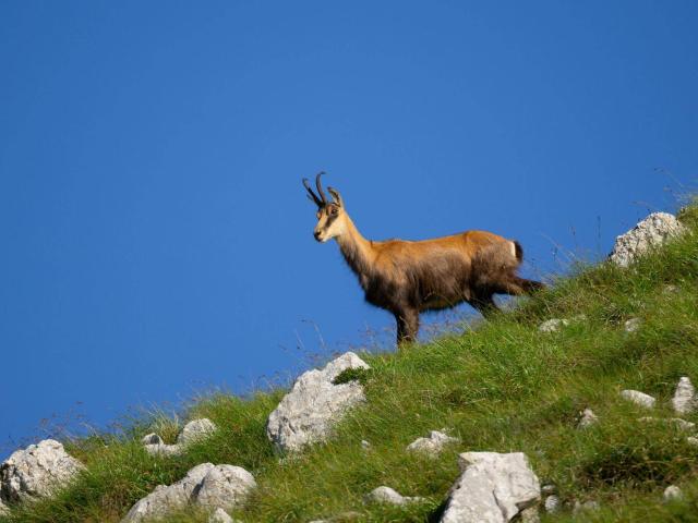 Immobilie kaufen in Tamsweg, Salzburg