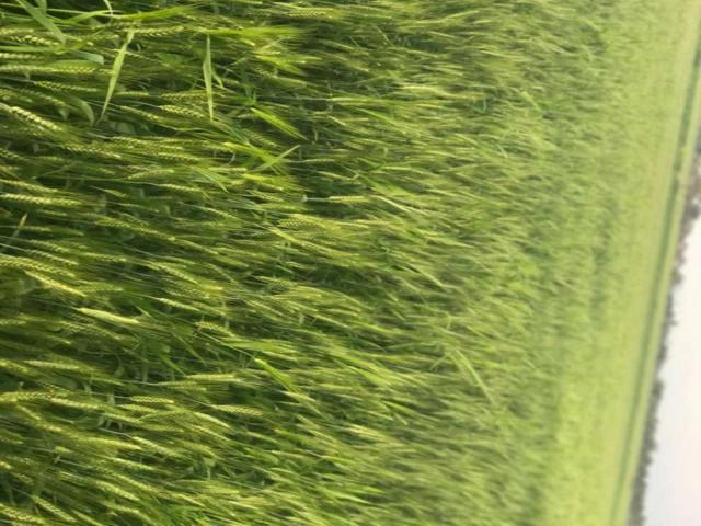 Land for sale in Narowal, Islamabad Capital Territory