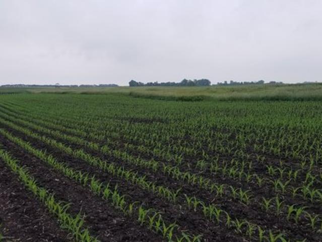 Land for sale in Westbrook, Minnesota