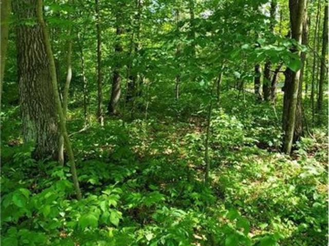Land for sale in Morrison, Minnesota
