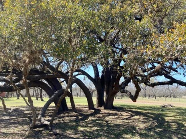 Farm for sale in Camp Wood, Real County