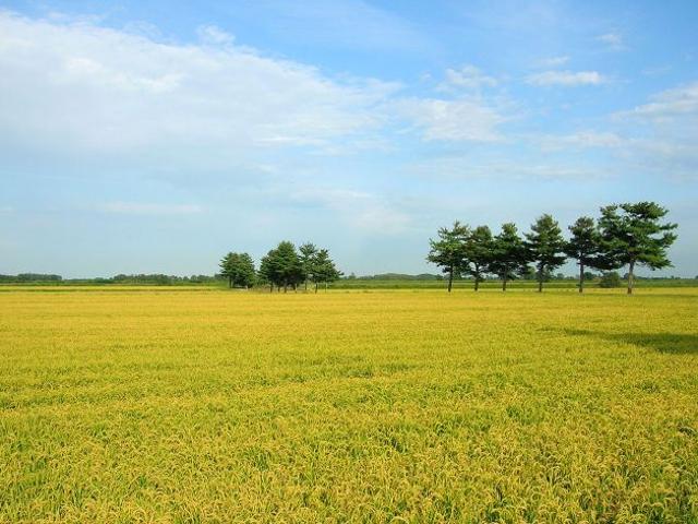 Terreno in vendita a Piemonte, Novara