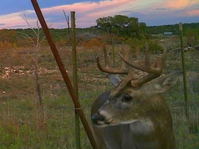 Land for sale in Nolan, Texas