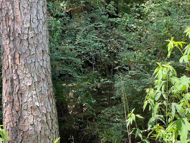 Land for sale in Graysville, Alabama