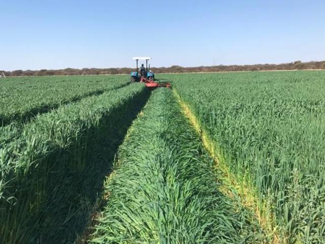 Farm for sale in Naboomspruit, Limpopo