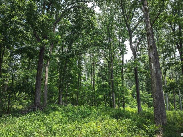 Land for sale in Gallatin, Illinois