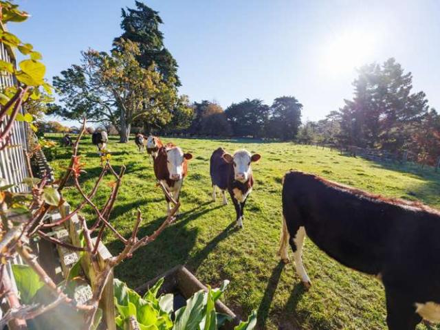 Property for sale in Manawatu District