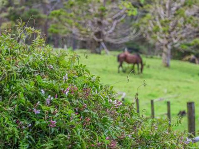 Land for sale in Mahurangi