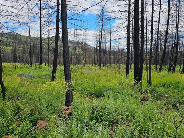 Land for sale in Kettle Falls, Stevens County