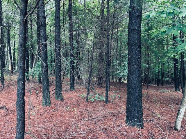 Land for sale in Tennessee