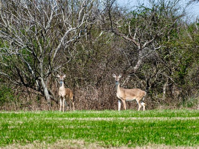 Land for sale in Palacios, Texas