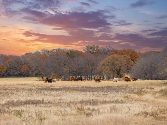 Farm for sale in Comanche, Texas