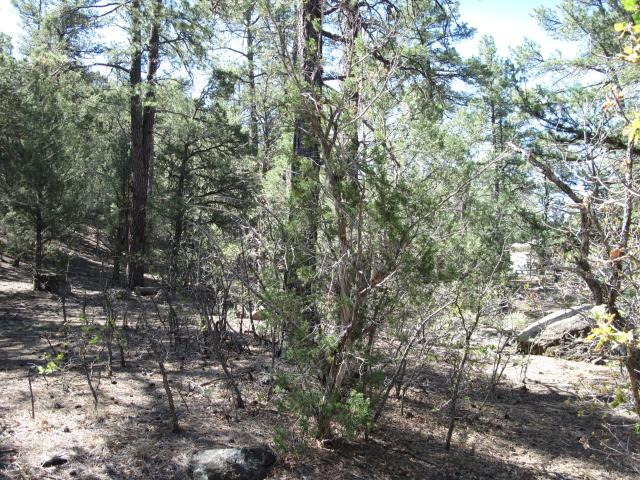 Land for sale in Placitas, New Mexico