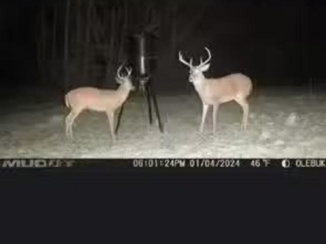 House for rent in Ozark