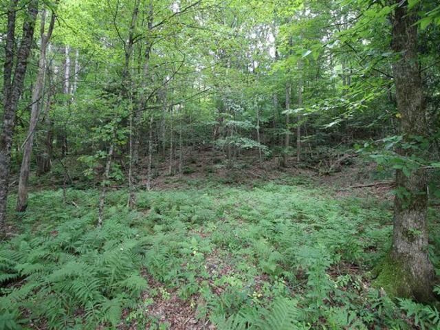 Land for sale in Pittsfield, Vermont