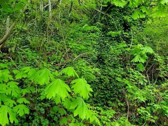 Land for sale in Arlington, Snohomish County