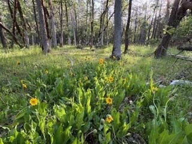 Land for sale in Rogue River, Jackson County