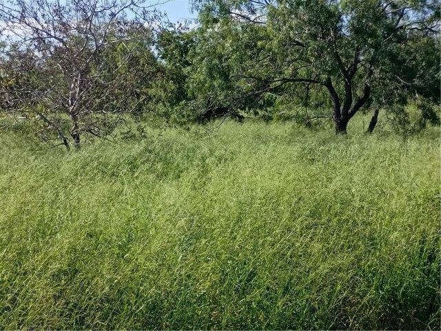 Land for sale in Alice, Texas