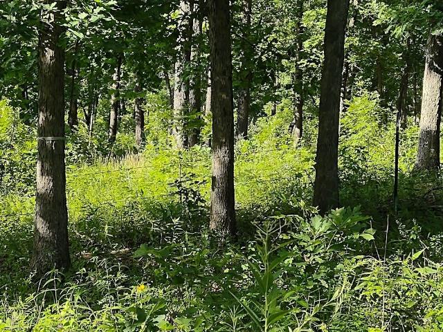 Land for sale in Laclede, Missouri