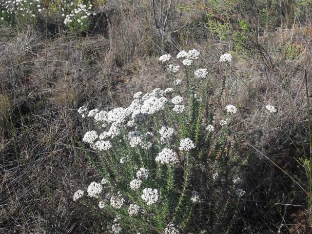 Farm for sale in Groot Brak Rivier, Western Cape