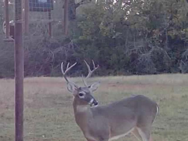 Farm for sale in Leon, Texas