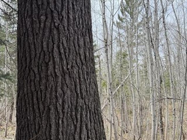 Land for sale in Houghton, Michigan