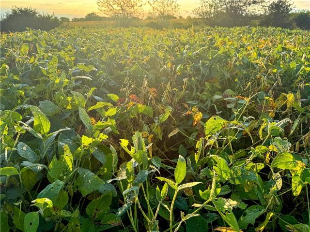 Farm for sale in Polo, Ray County